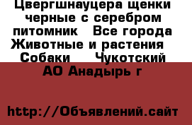 Цвергшнауцера щенки черные с серебром питомник - Все города Животные и растения » Собаки   . Чукотский АО,Анадырь г.